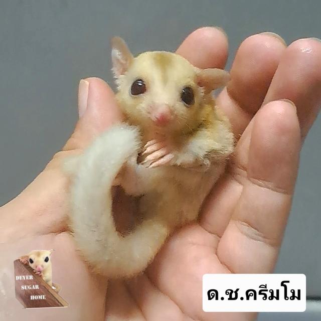 ชูการ์ไกลเดอร์ เริ่มต้น 500 ฿