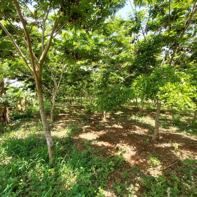 ที่ดินวิวสวย 5 ไร่น้ำ&ไฟ โฉนดพร้อมโอนปากช่อง 10