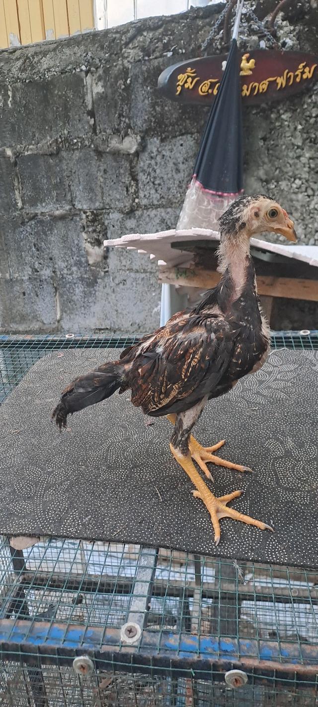 จำหน่ายลูกไก่ พม่าญี่ปุ่น พม่าญี่ปุ่นบราซิล รูปที่ 3