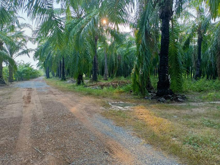 ขายที่ดินในอำเภอวันจันทร์ จังหวัดระยอง 5