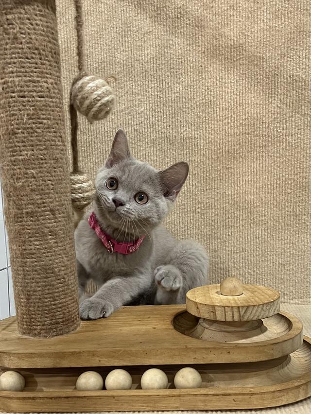 ลูกแมว บริติช ช็อตแฮร์ ใบเพ็ดนอกWCF(British Shorthair)