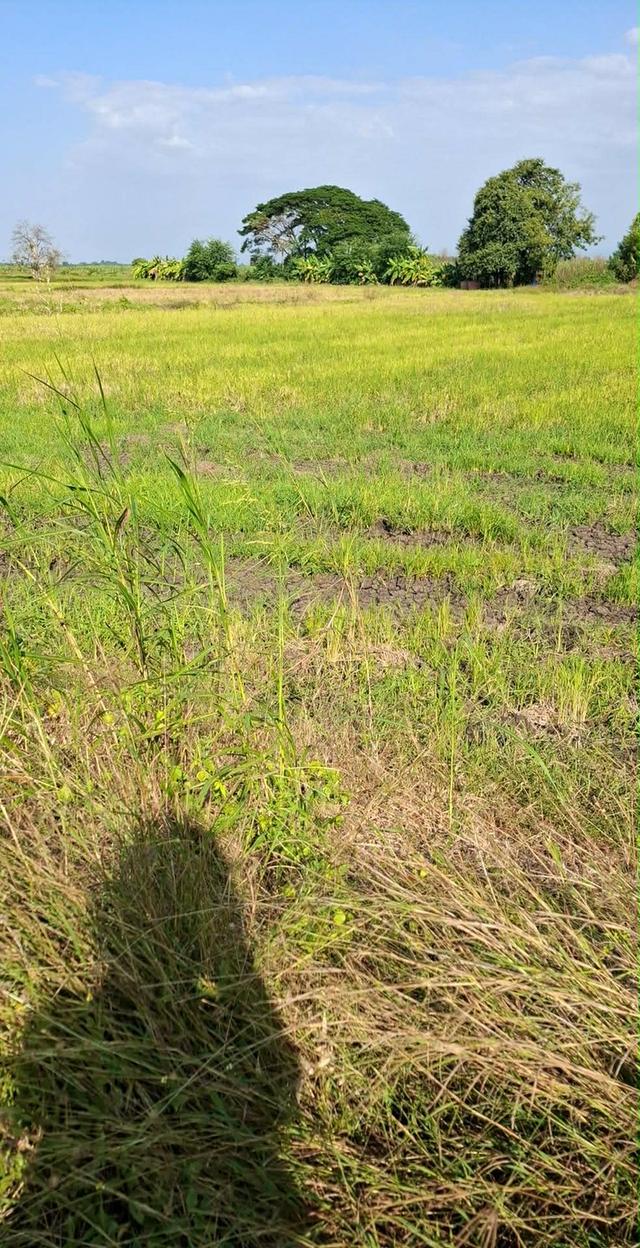 ขายที่ดิน 21ไร่ อยู่ห่างจากทางหลวงหมายเลข21 700เมตร อำเภอศรีเทพ จังหวัดเพชรบูรณ์ 3