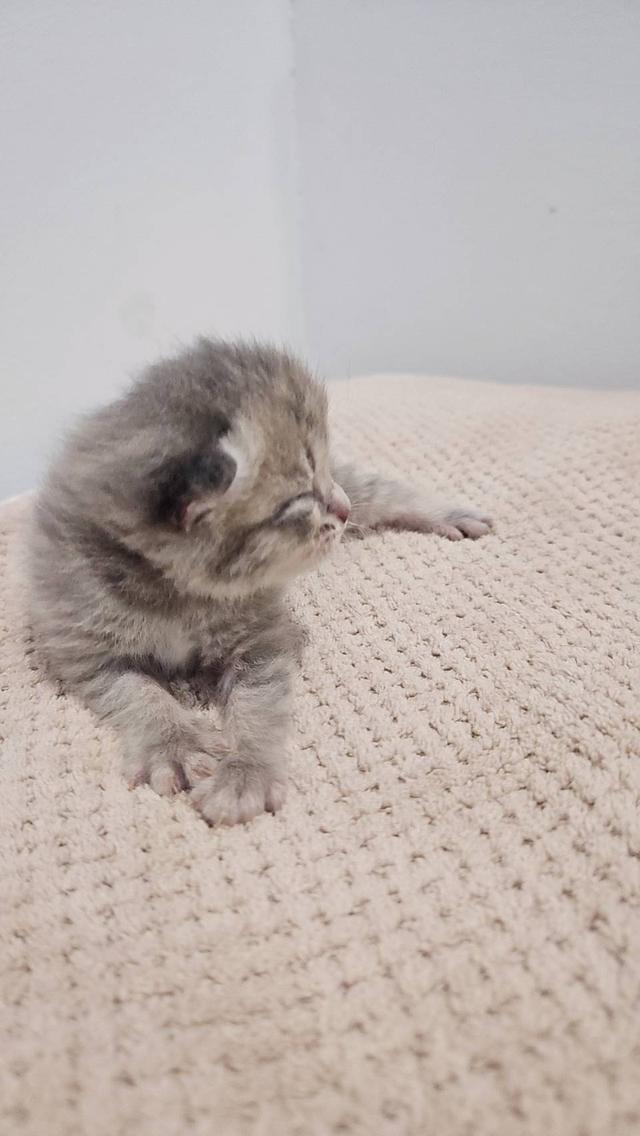Scottish Fold สก็อตติชโฟลด์ แท้ 19