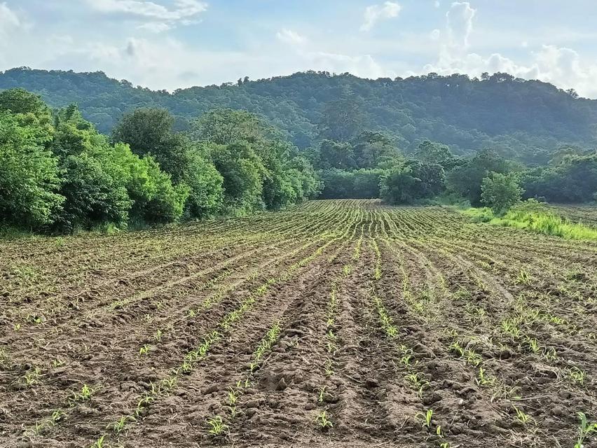 ที่ดินปากช่อง ต.พญาเย็น จ.นครราชสีมา 10