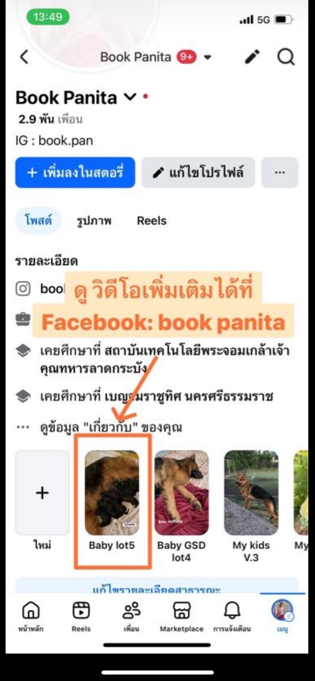 ลูกสุนัขเยอรมันเชพเพิร์ด (อัลเซเชี่ยน สุนัขตำรวจ) ว่าง ผู้3 เมีย1 รูปที่ 5