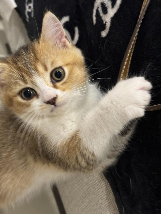 Scottish Fold Kitten  2