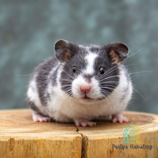 Hamster Donmuang - ขายหนูแฮมสเตอร์ 15