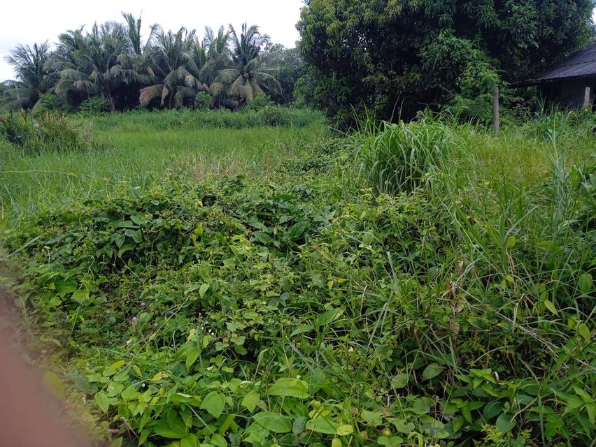 แบ่งขายที่ดิน1ไร่ เสม็ดงาม ต.หนองบัว อ.เมืองจันทบุรี จ.จันทบุรี 4