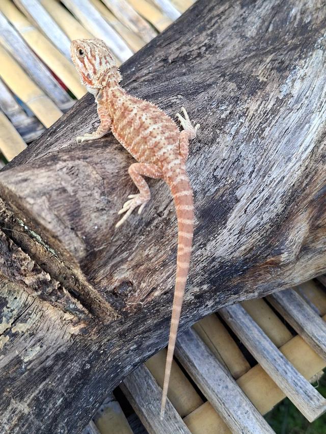 กิ้งก่า ทะเลทราย Beaded dragon รูปที่ 2