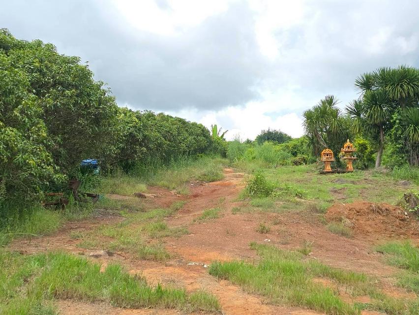 ขาย สวนเกษตร ฟาร์ม 914.75 ไร่ 12