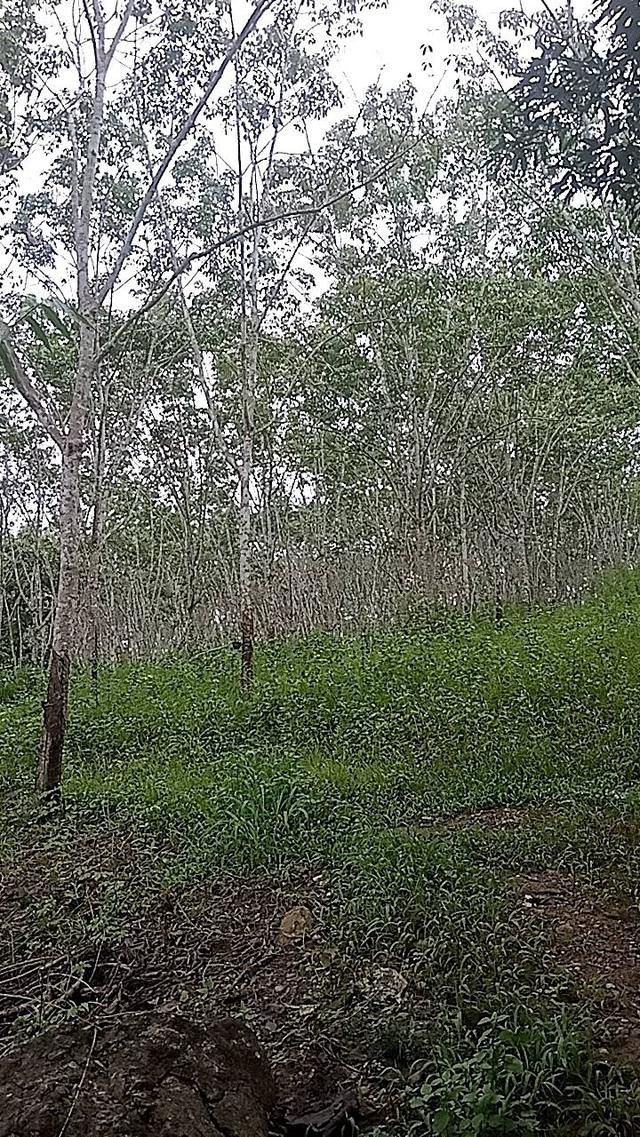 ที่ดินทองผาภูมิ 2