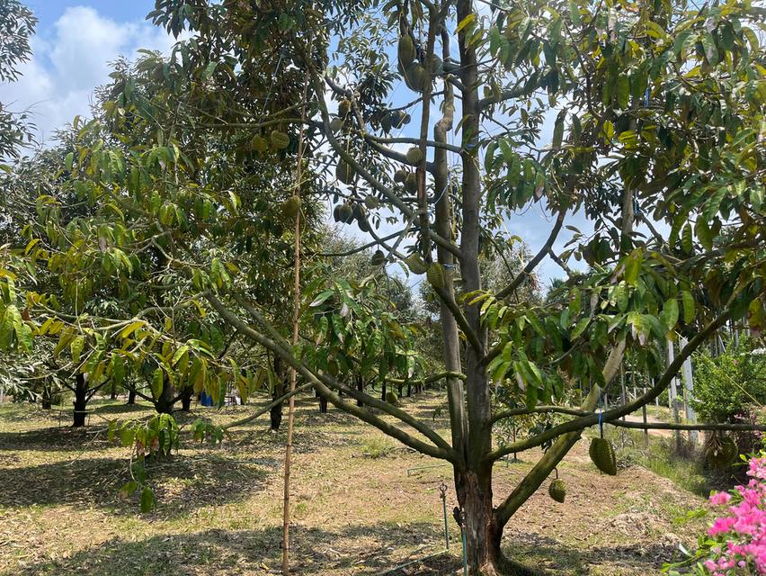 ขายที่ดินสวนทุเรียน อ.แกลง ระยอง ขนาด 1 ไร่ 2 งาน 40 ตร.ว. ต้นทุเรียน 9 ปี ประมาณ  50 ต้น 5