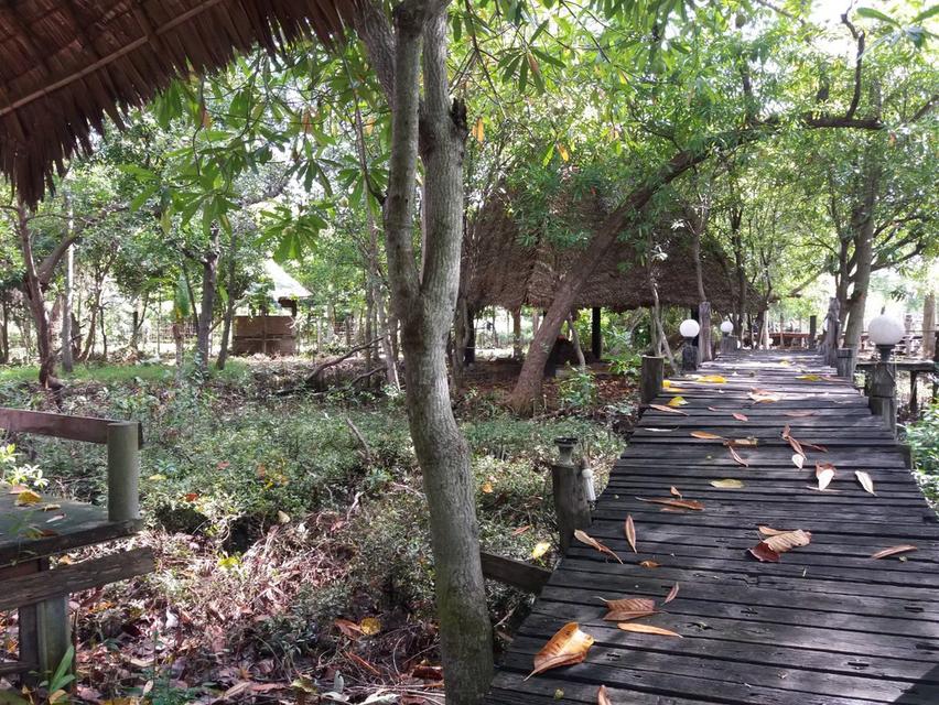 ที่ดินสวยติดแม่น้ำแม่กลอง 11