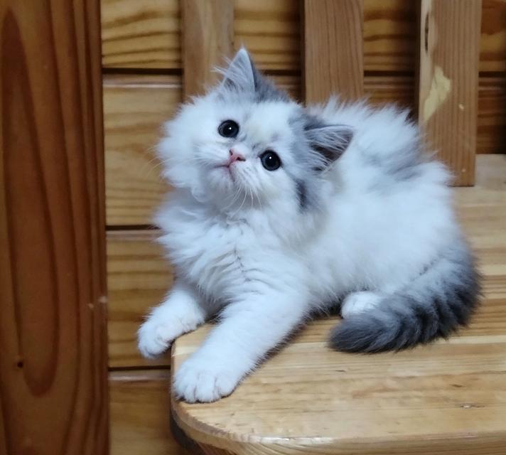 scottish fold ลพบุรี บ้านแมวลพบุรี รูปย่อยที่ 3