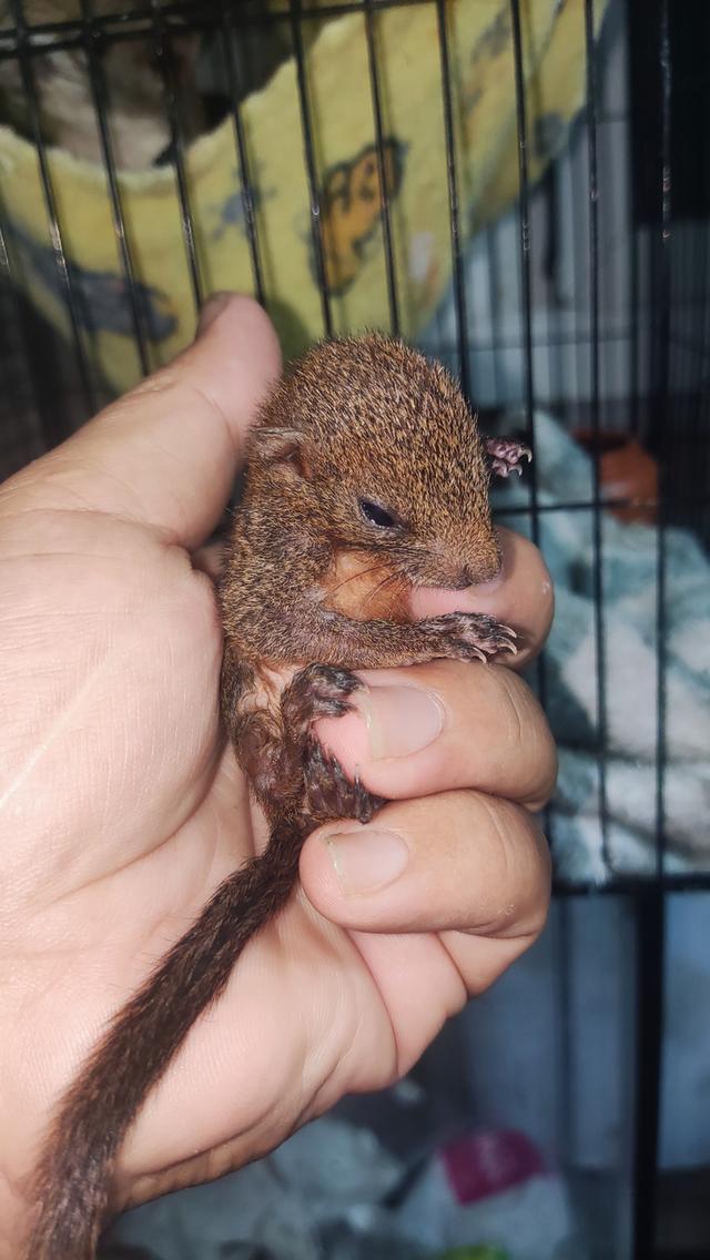 กระรอกสวนท้องแดงนนทบุรี