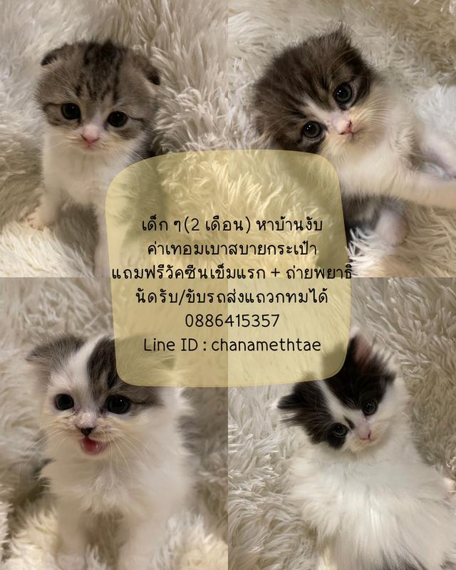 แมวสก็อตติชแท้ ค่าเทอมเบาสบาย
