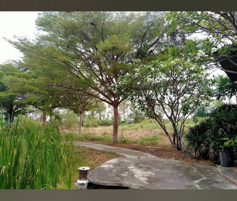 ขาย/ให้เช่า ที่ดินอ่างทอง เจ้าของขายเอง 13