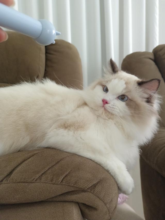 Ragdoll หุ่นหมี เพศชาย