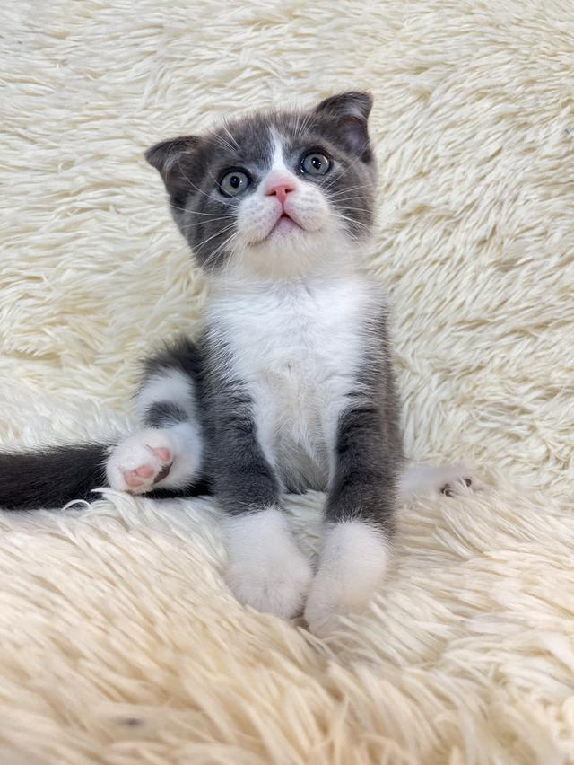 แมวหูพับ  คินคาโร🔥🔥🔥🔥🔥😊