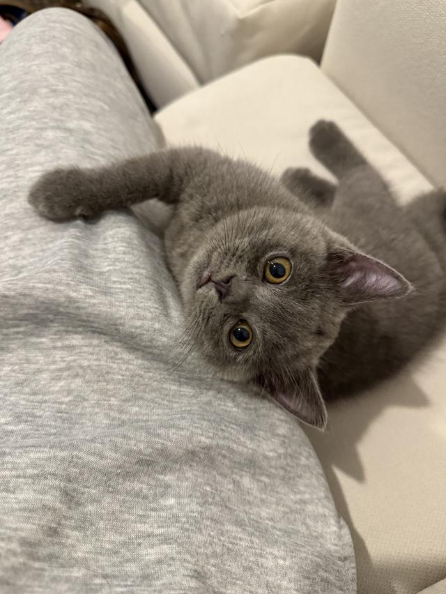 แมว British short hair กทม เท่านั้นค่ะ รูปที่ 6