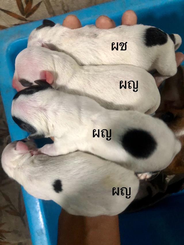 เปิดจอง ลูกสุนัข แจ็ครัสเซลล์ เทอร์เรีย 