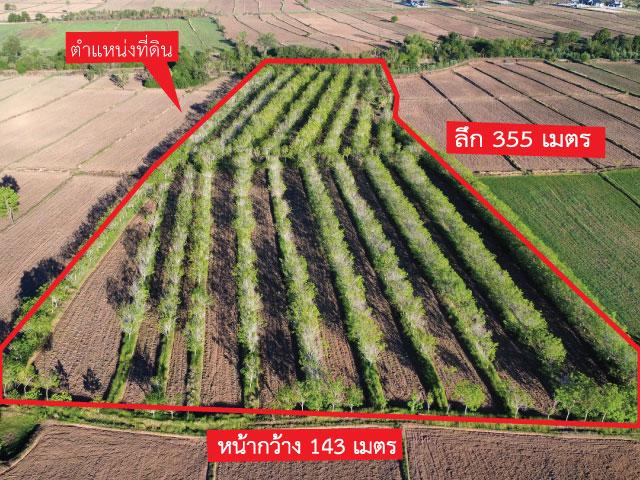 ขายที่ดินพร้อมสวนยาง อายุ ยางมากกว่า 11 ปีขึ้น เนื้อที่ 22 ไร่ 3 งาน 13 ตารางวา ตำบลปังกู อำเภอประโคนชัย จังหวัดบุรีรัมย
