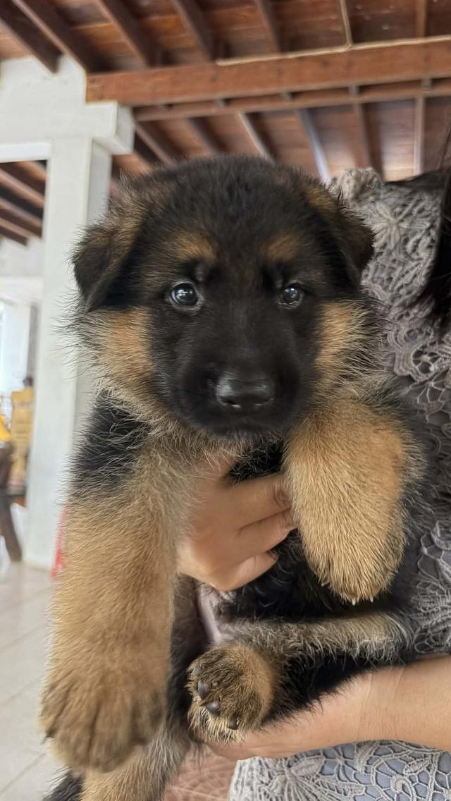 ลูกสุนัขพันธุ์เยอรมันเชพเพิร์ด