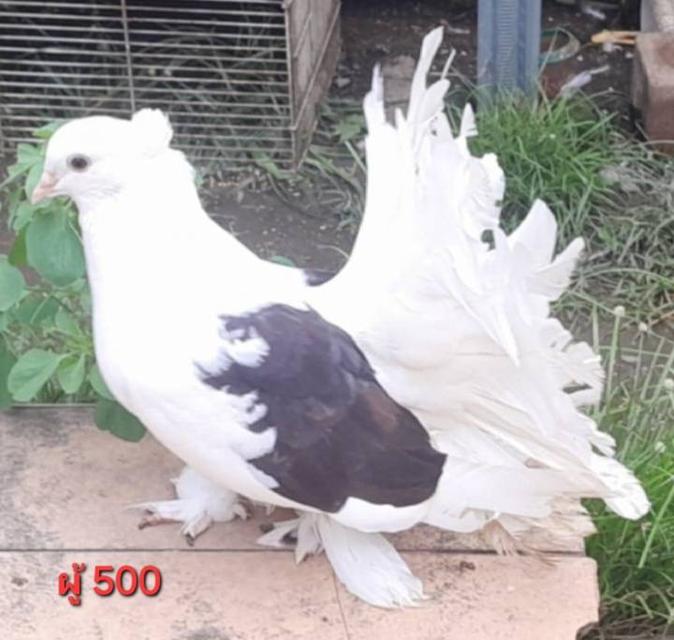 นกพิราบแฟนซี