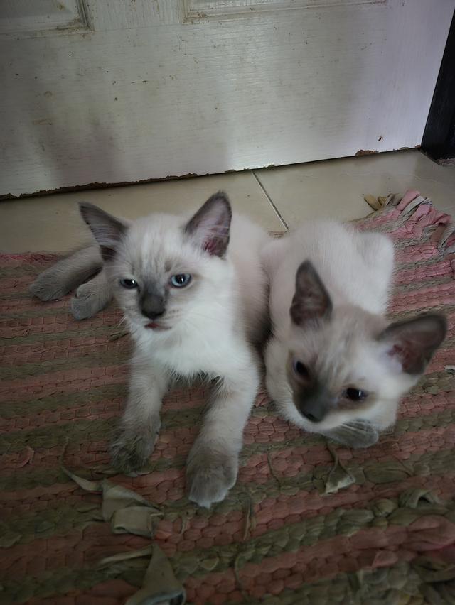 แมวหิมาลายัน-ว้เชียรมาศ