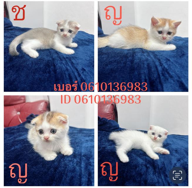 ขายลูกแมว