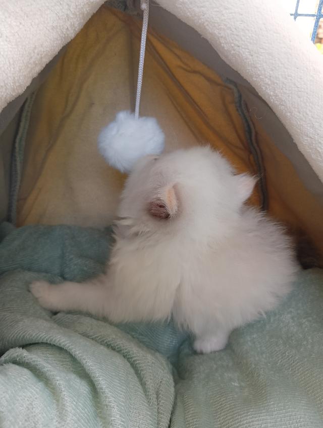 สก็อตติชเพศเมีย น่ารัก รูปที่ 4