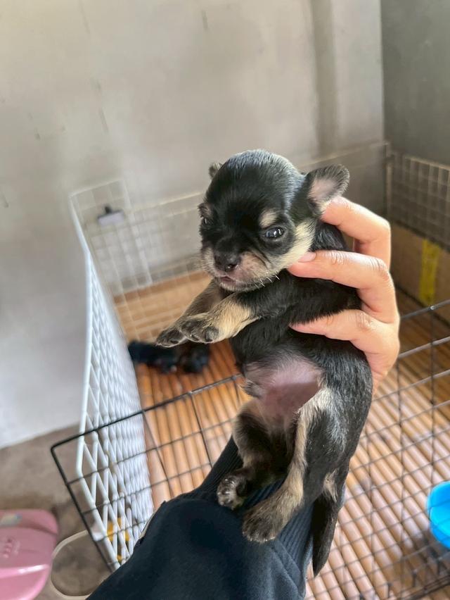 ลูกสุนัข พันธุ์ชิวาวา เพศผู้ สีดำแทน รูปที่ 3