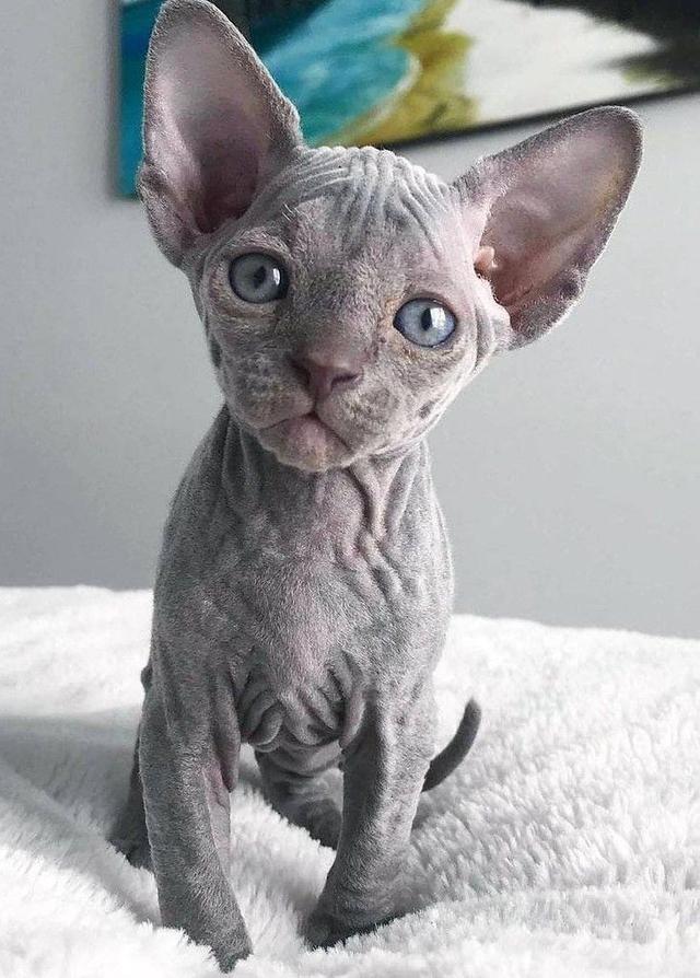 ขายด่วน!! แมว สฟิงซ์ ตาสีฟ้า