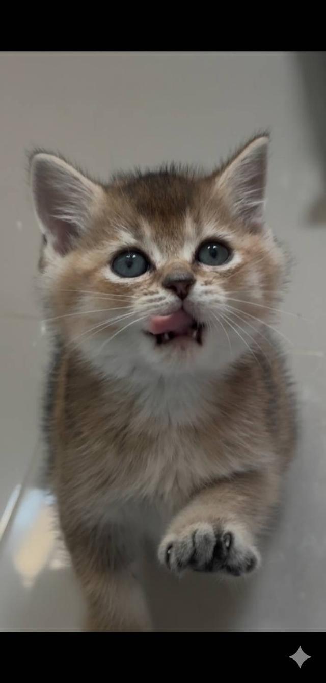 แมว British shorthair 