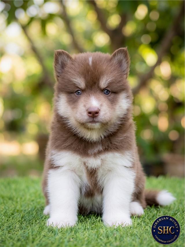 ขายไซบีเรียนฮัสกี้แท้ มีใบ Pedigree ประกันสุขภาพ  | Siberian Husky For Sale Thailand |