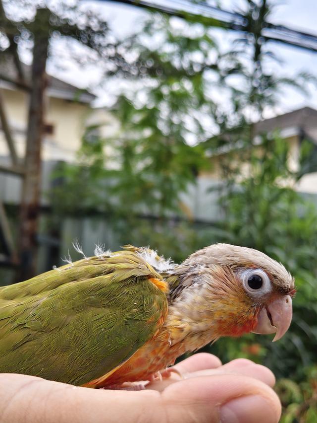 นกกรีนชีคพายแอปเปิ้ล รูปที่ 6