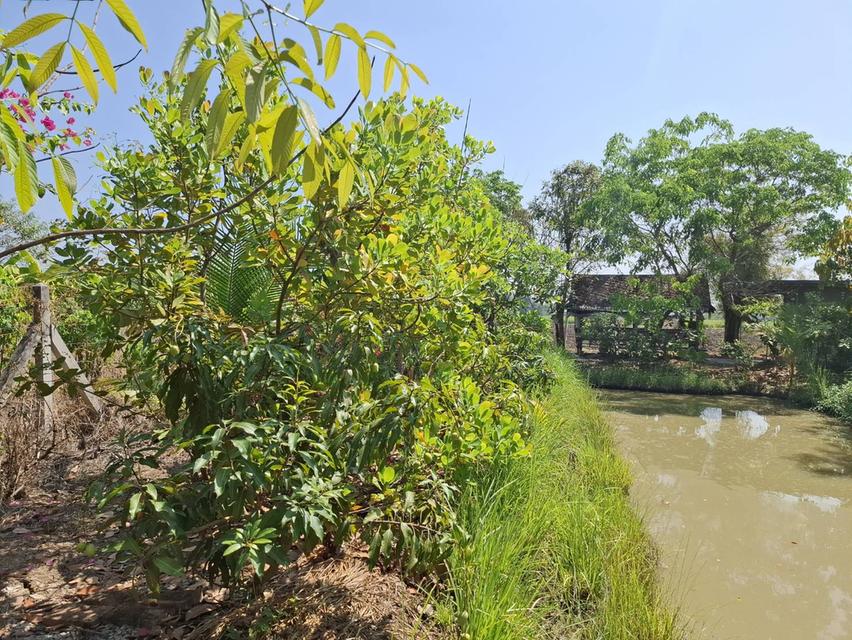 ขายที่ดิน 1 ไร่ จ.สุพรรณบุรี อ. เดิมบางนางบวช ที่ถมแล้วพร้อมเข้าอยู่ได้เลย 12