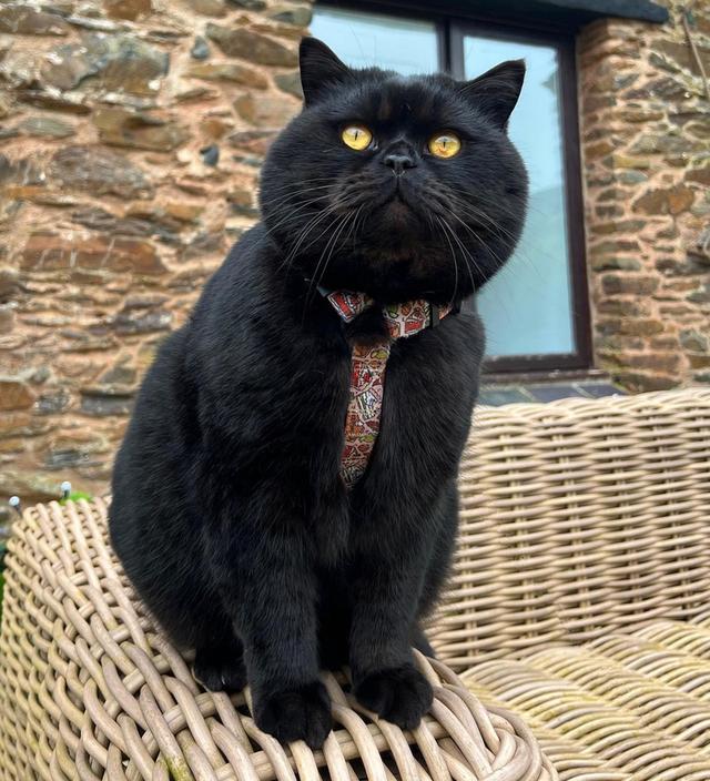 ขายแมวบริติชช็อตแฮร์ สีดำสนิทสวยมาก 1