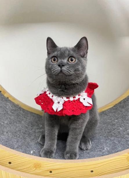 แมวบริติชช็อตแฮร์ British Shorthair 2