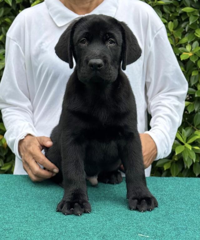 ลูกลาบราดอร์รีทรีฟเวอร์