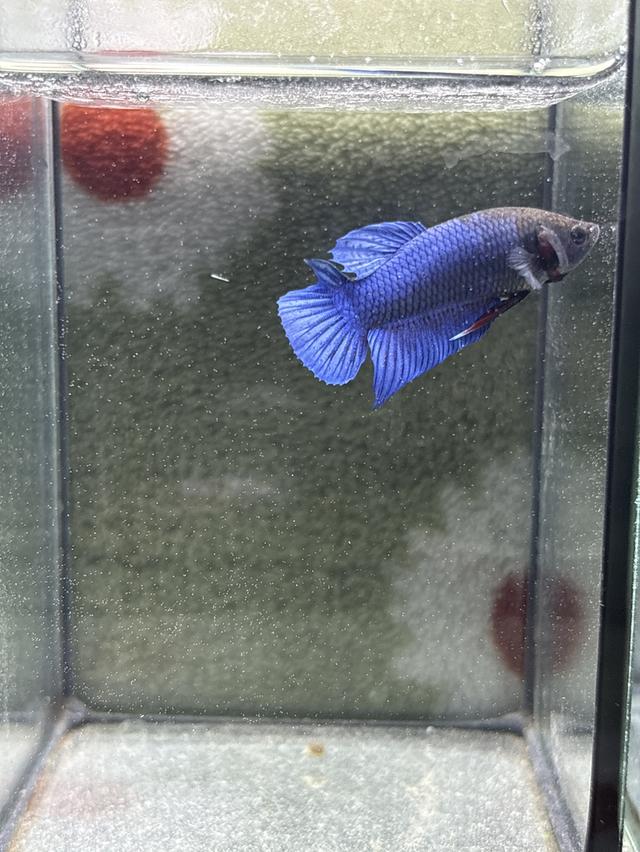 ปลากัดหม้ออินโดลูก100 รูปที่ 3