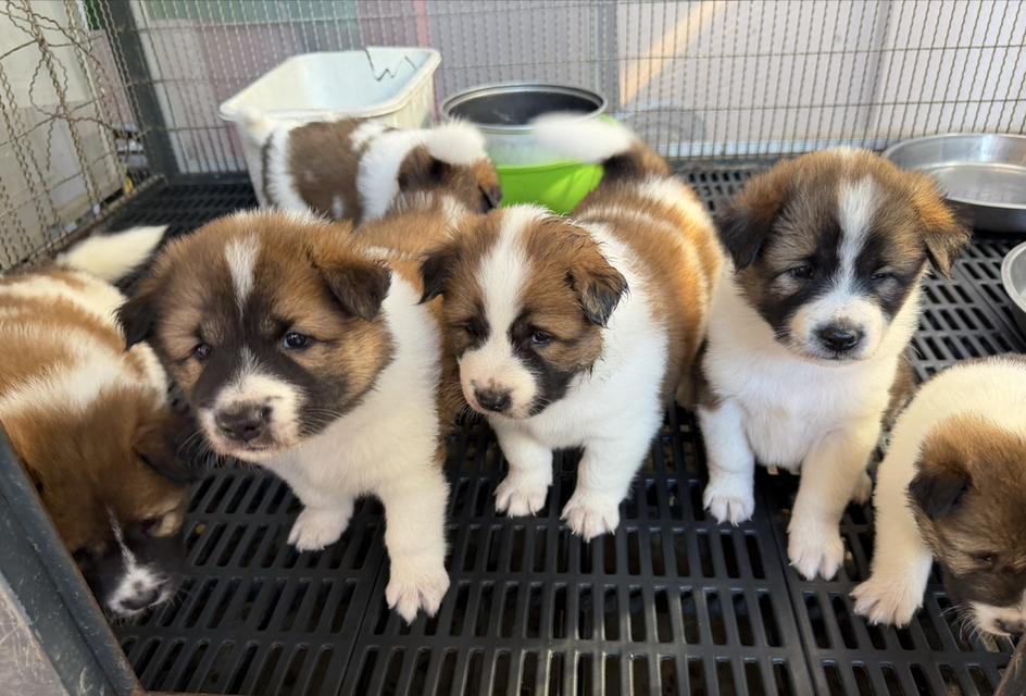 บางแก้วแท้ พ่อแม่สายประกวด เชื้อดี รู้ความสุดๆ #พร้อมใบเพ็ดชมรมบางแก้วประเทศไทย TBC สนใจทักได้ครับ