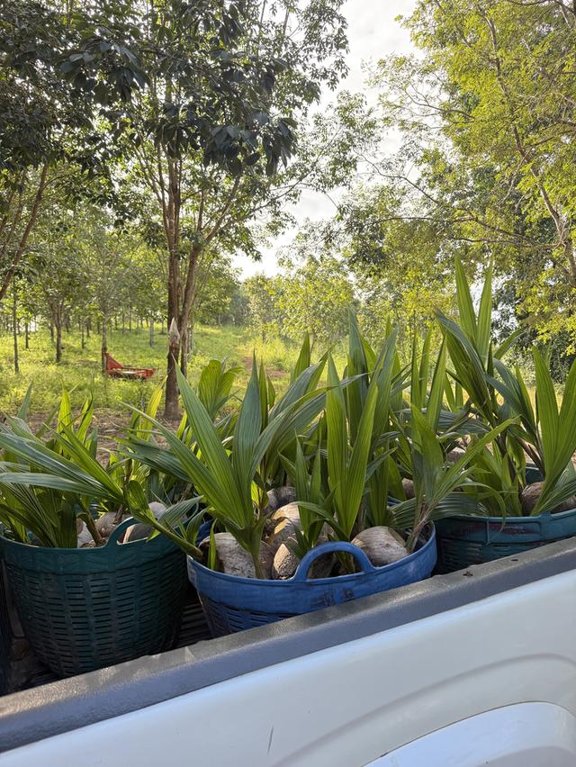 ขายที่ดิน พร้อมที่พักอาศัย 10