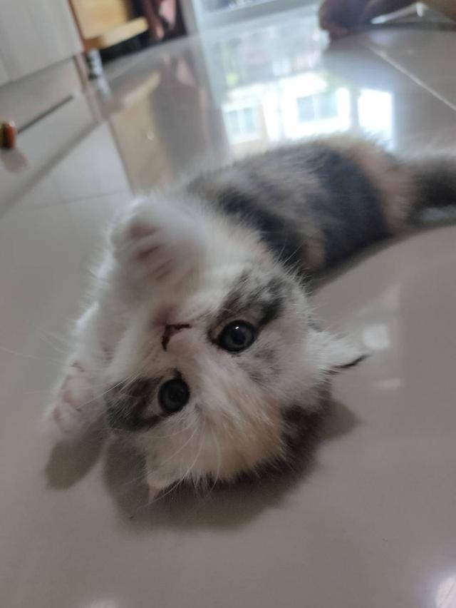 แมวสก็อตติส โฟลด์ แท้ รูปย่อยที่ 3