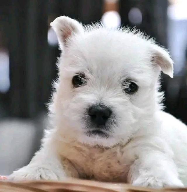 ลูกสุนัข West Highland White Terrier  3