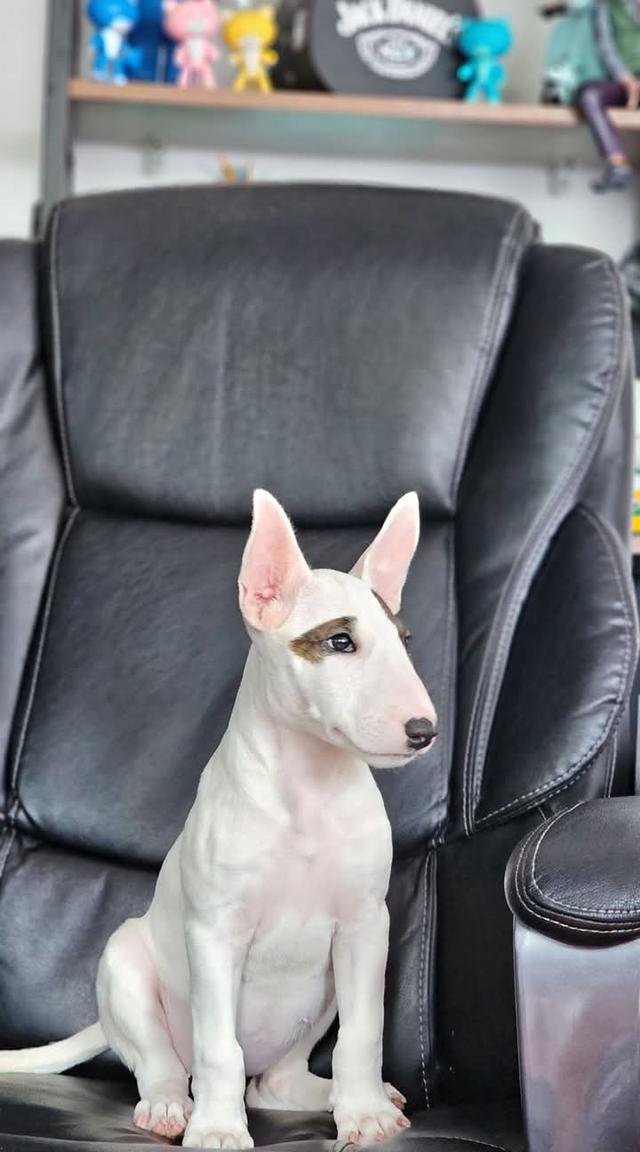 ขาย Bull Terrier วัย 4 เดือน 2