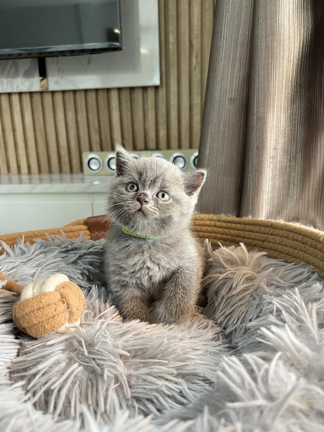 ลูกแมว บริติช ช็อตแฮร์ ใบเพ็ดนอกWCF(British Shorthair)