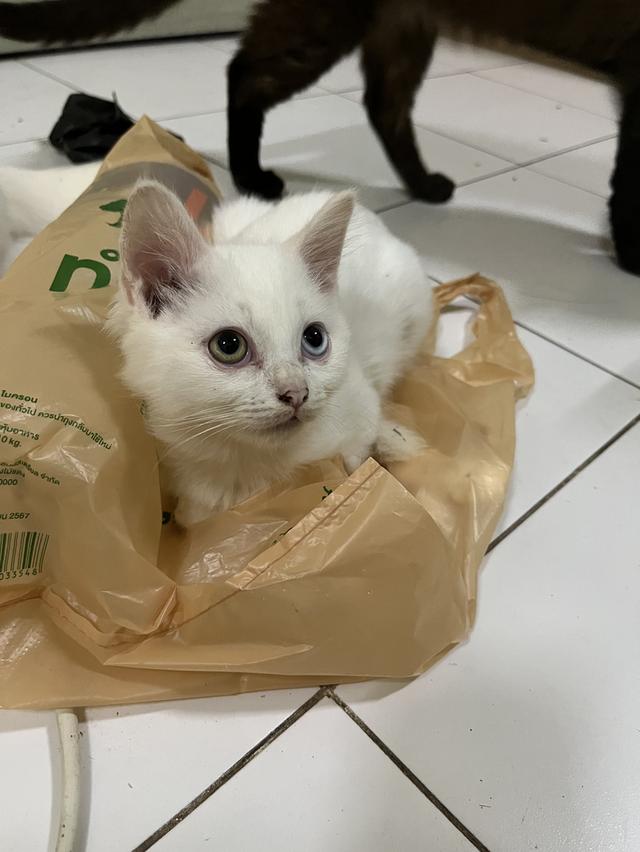 ขายแมววเด็ก4เดือน ขาวมณี 6