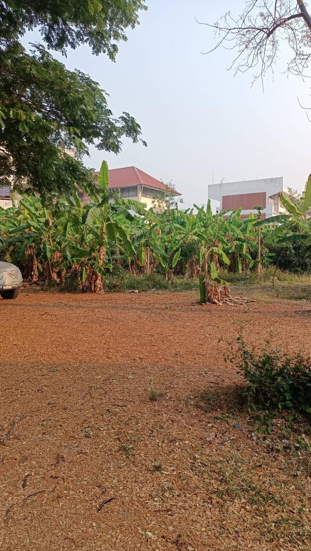 ที่ดินว่างเปล่า 2 ไร่ ติดถนนคอนกรีต(กว้าง16 เมตร) ย่านธุรกิจและที่อยู่อาศัยหนาแน่น 8