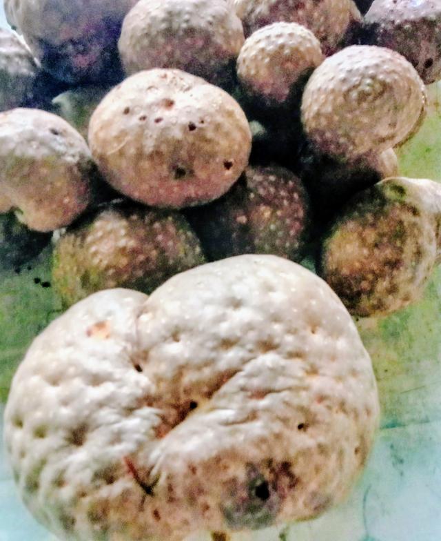 หัวว่านพระฉิม หรือว่านกลิ้งกลางดง